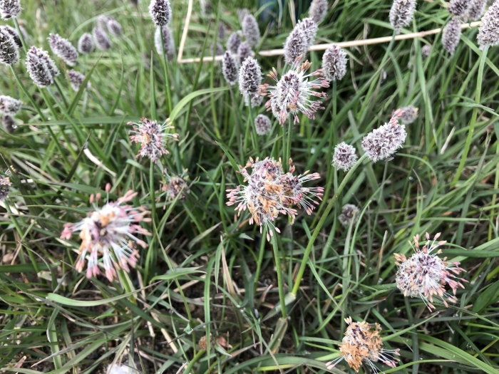 Alopecurus magellanicus image