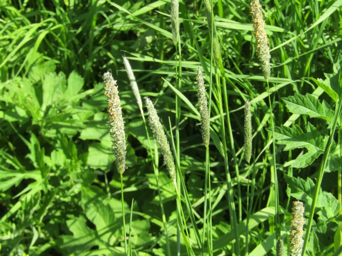 Alopecurus pratensis image