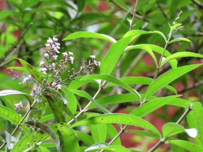 Aloysia citrodora image