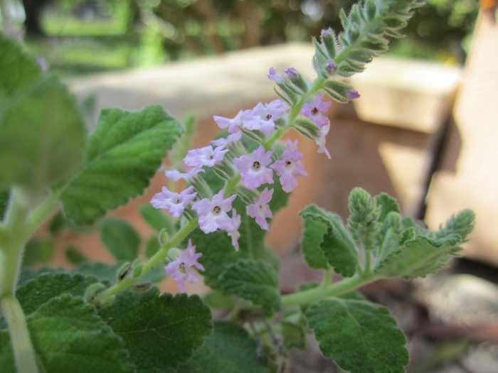 Aloysia macrostachya image