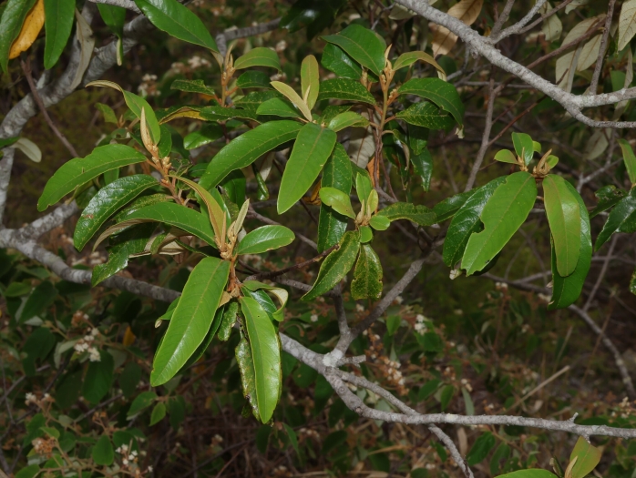 Alphitonia excelsa image