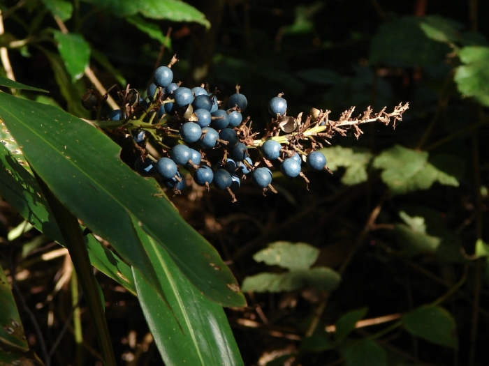 Alpinia caerulea image