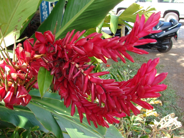 Alpinia purpurata image