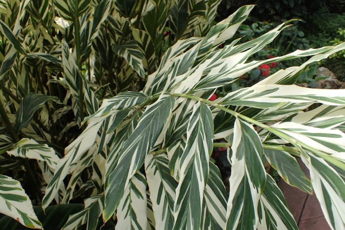 Alpinia vittata image
