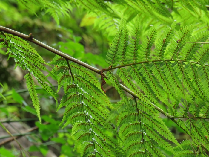 Alsophila capensis image
