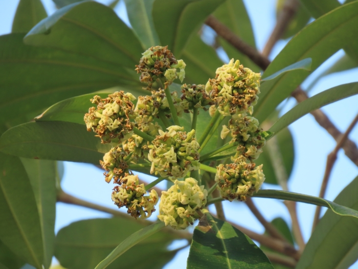 Alstonia scholaris image