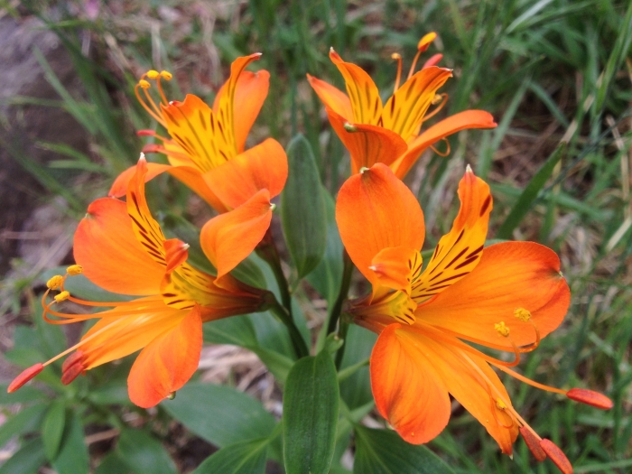 Alstroemeria aurea image