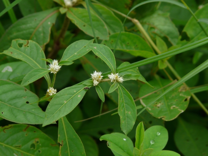 Alternanthera ficoidea image