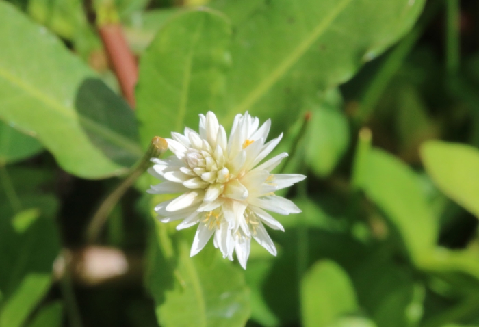 Alternanthera philoxeroides image
