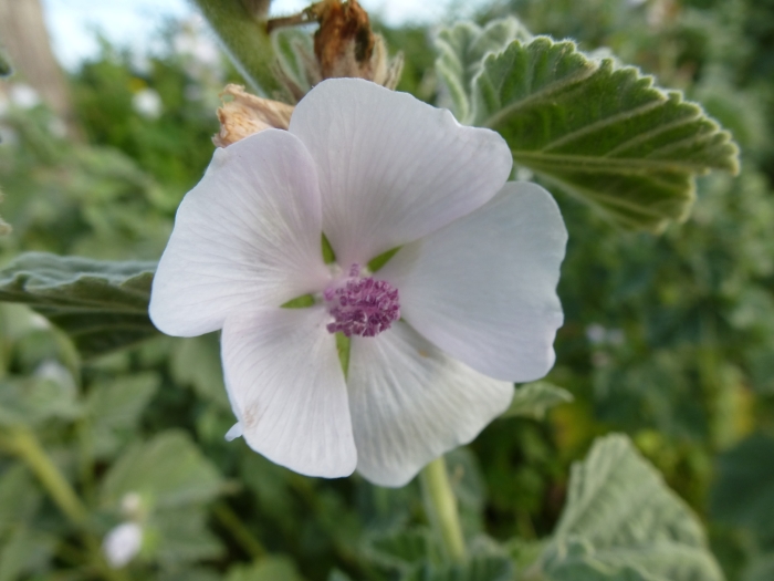 Althaea officinalis image