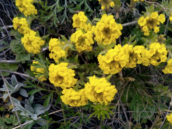 Alyssum lenense image