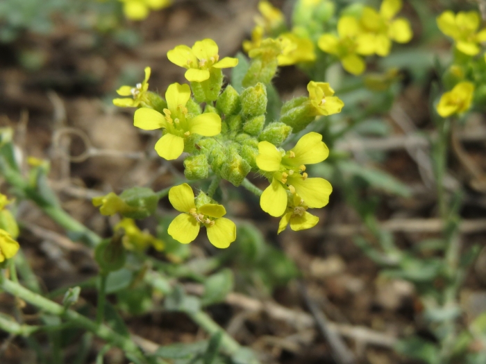 Alyssum montanum image