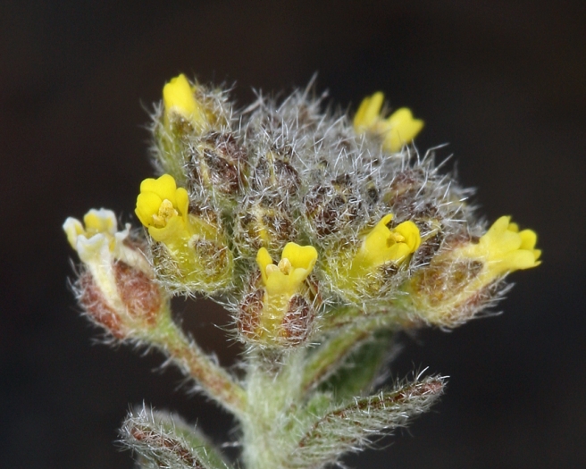 Alyssum simplex image