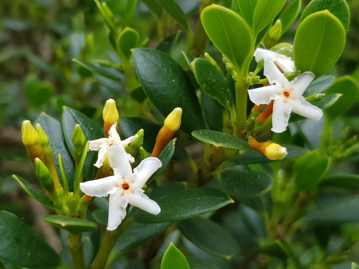 Alyxia buxifolia image