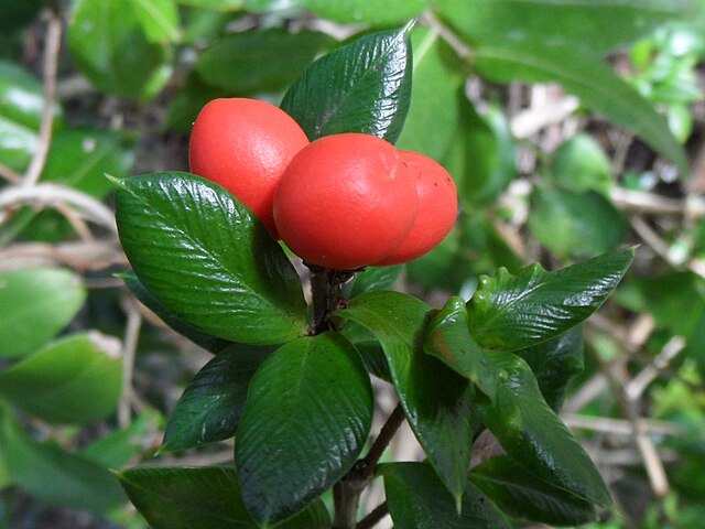 Alyxia ruscifolia image