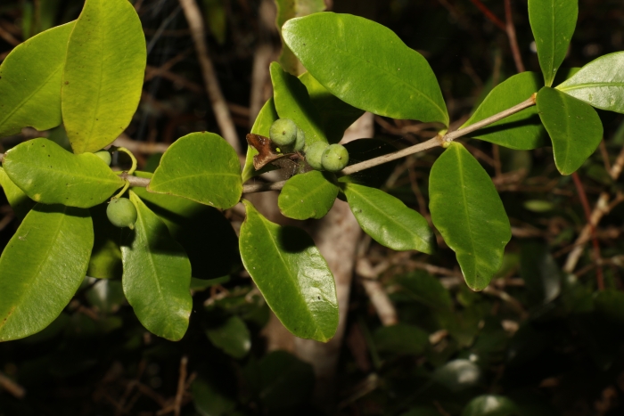 Alyxia stellata image