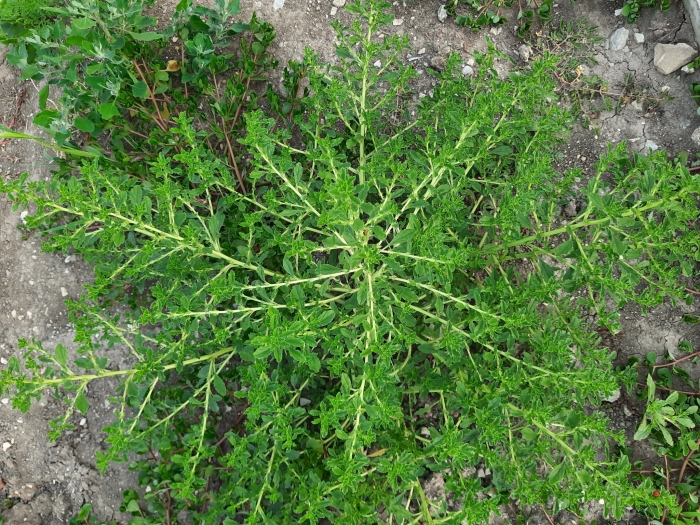 Amaranthus albus image