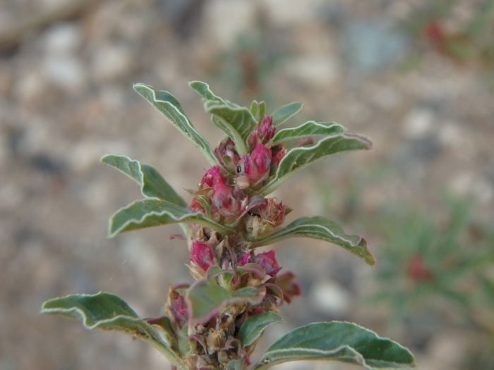 Amaranthus blitoides image
