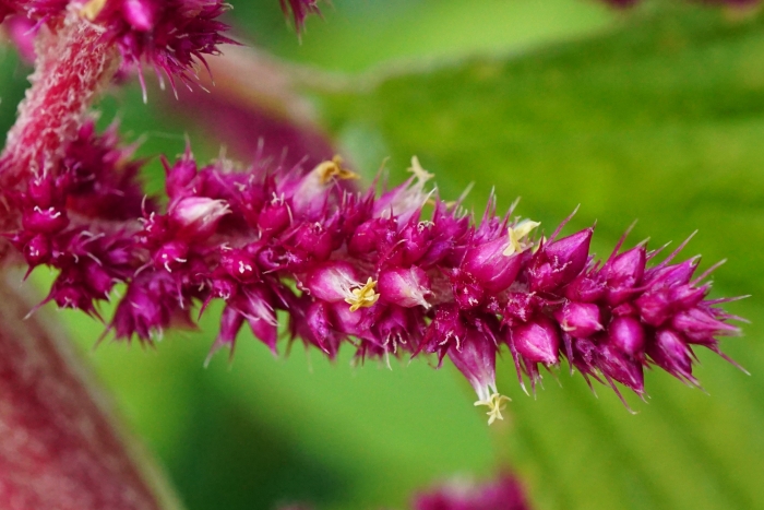 Amaranthus cruentus image