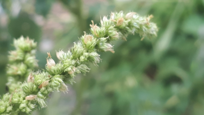 Amaranthus dubius image