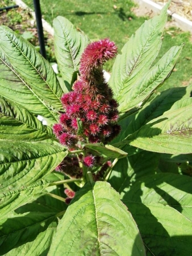 Amaranthus hypochondriacus image