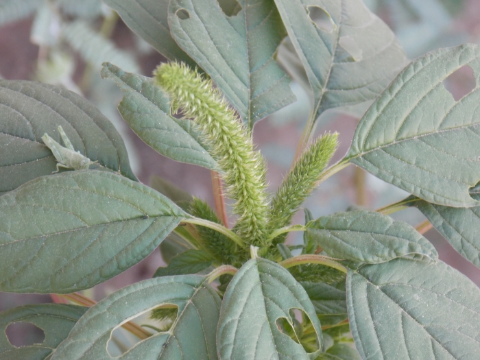 Amaranthus palmeri image