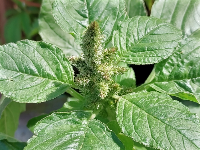 Amaranthus retroflexus image