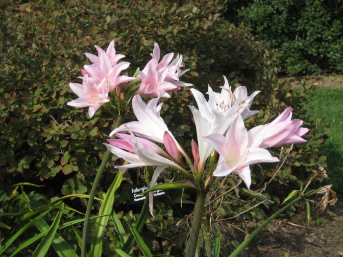 Amarcrinum memoria-corsii image