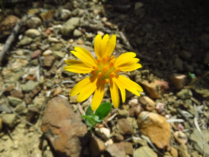 Amblyolepis setigera image