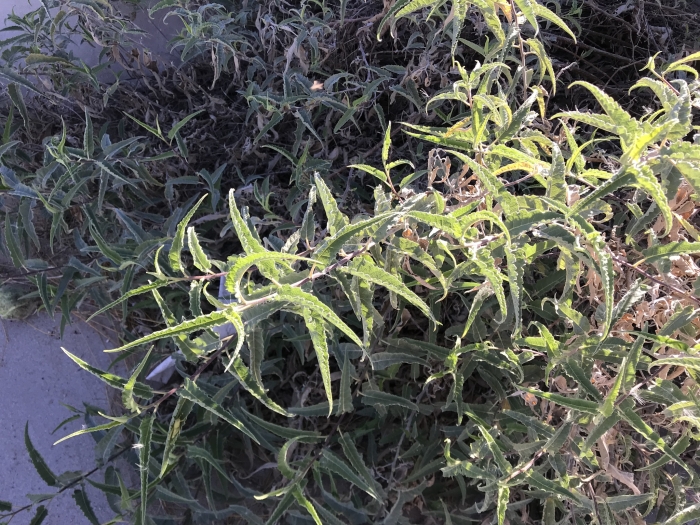 Ambrosia ambrosioides image