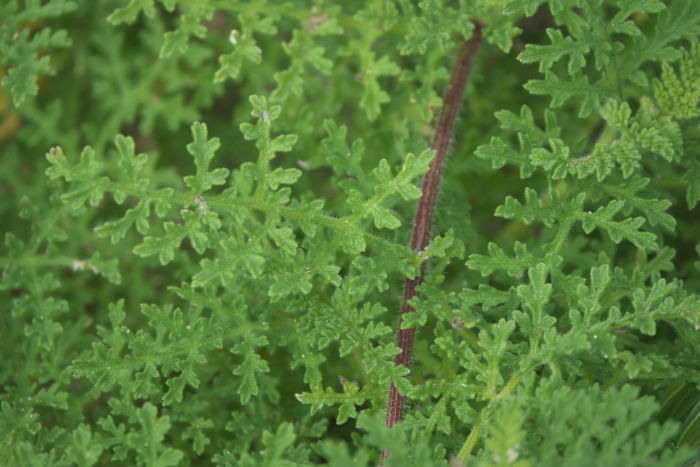 Ambrosia hispida image