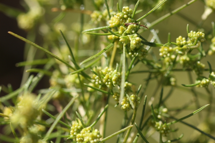Ambrosia monogyra image