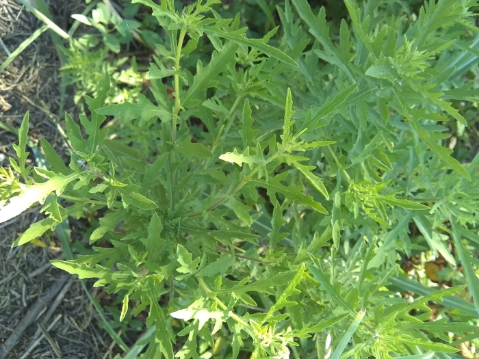 Ambrosia psilostachya image