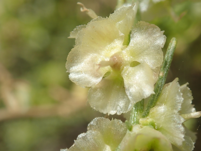 Ambrosia salsola image