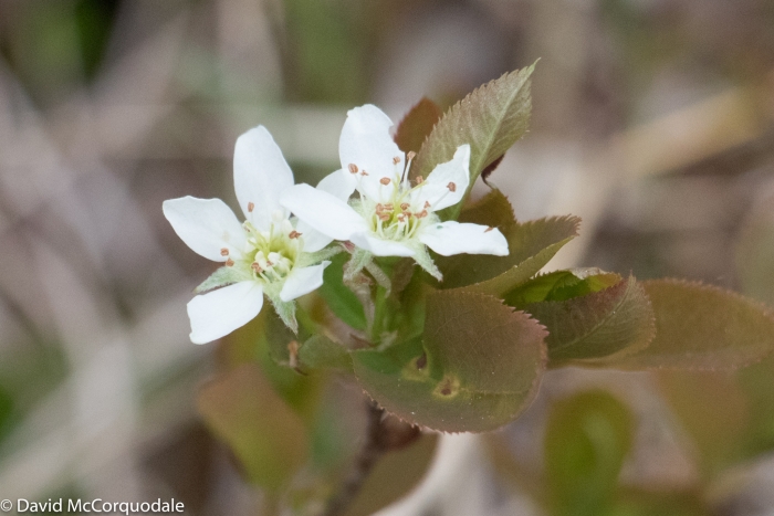 Amelanchier bartramiana image