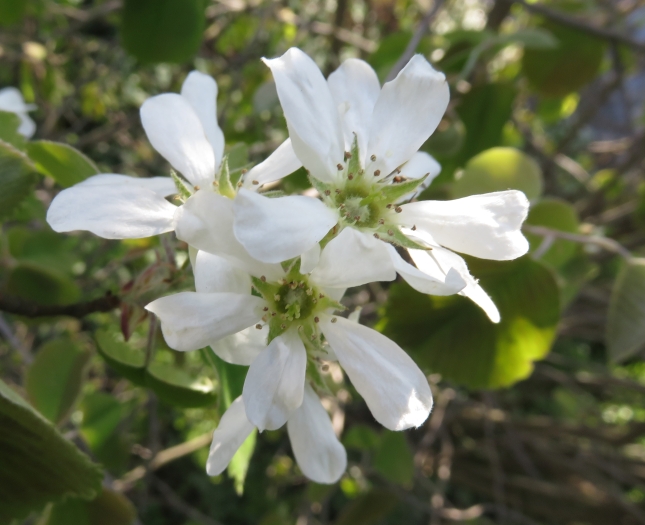 Amelanchier interior image