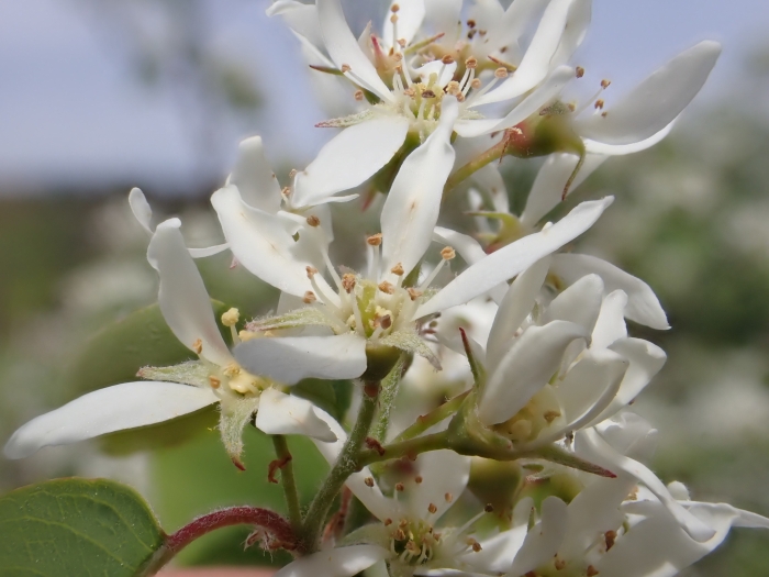 Amelanchier sanguinea image