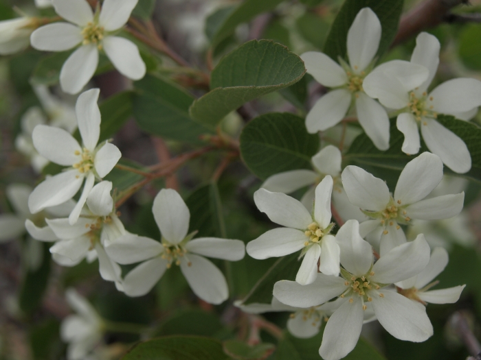 Amelanchier utahensis image