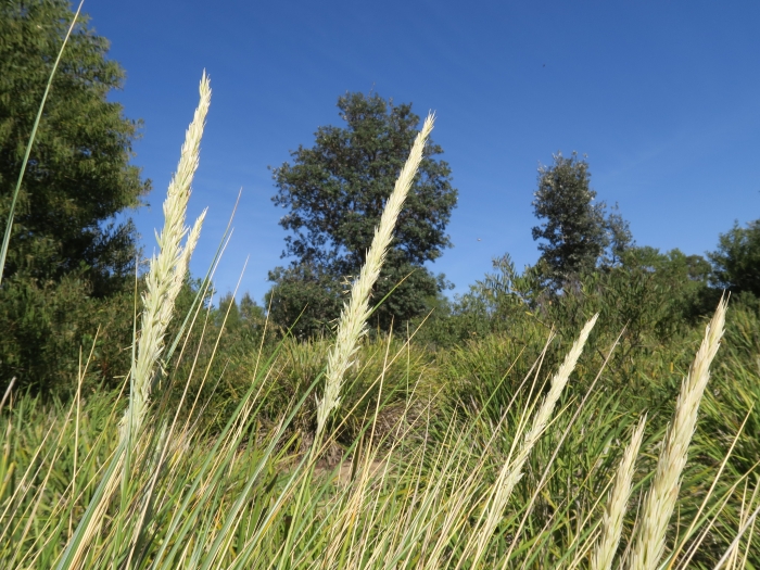 Ammophila arenaria image