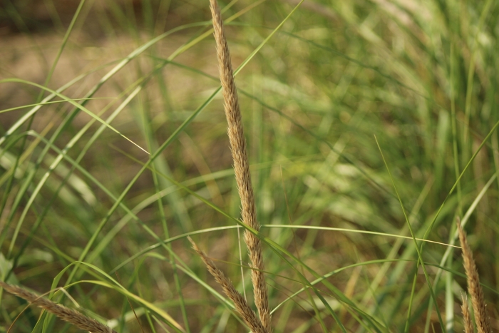 Ammophila breviligulata image