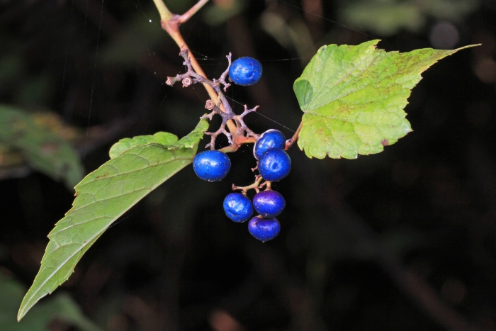 Ampelopsis glandulosa var. brevipedunculata image