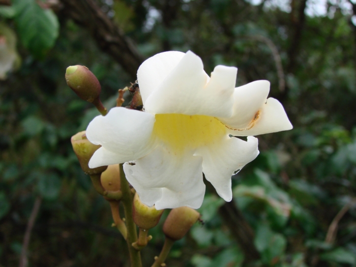 Amphilophium crucigerum image