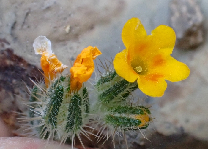 Amsinckia intermedia image