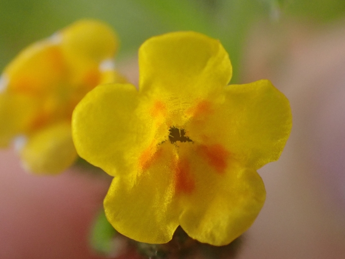 Amsinckia lycopsoides image