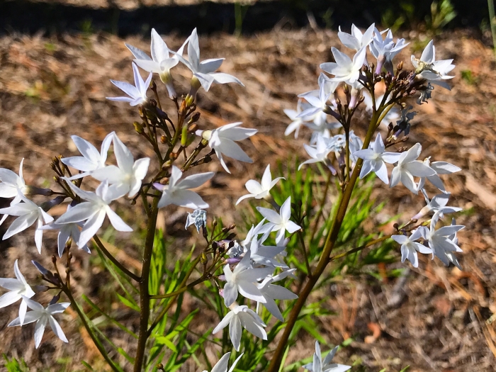 Amsonia ciliata image