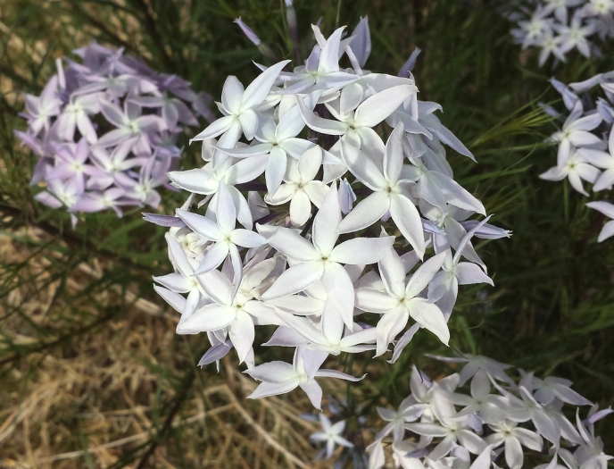 Amsonia grandiflora image