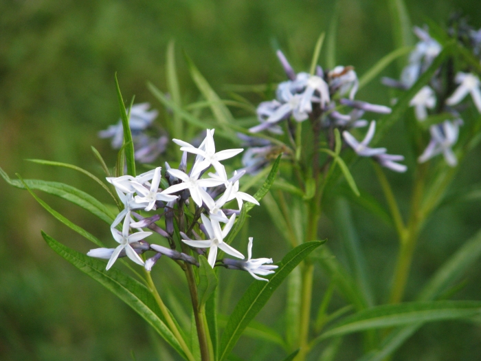 Amsonia hubrichtii image