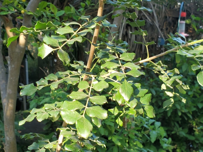 Amyris madrensis image