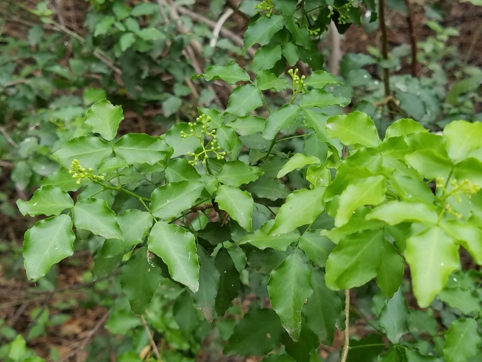 Amyris texana image