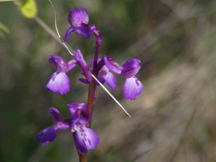 Anacamptis morio image
